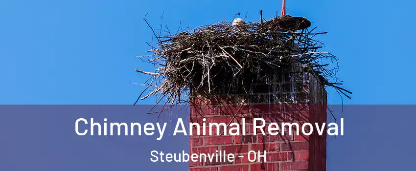  Chimney Animal Removal Steubenville - OH