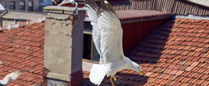 Residential Chimney Animal Removal Solution in Steubenville, OH