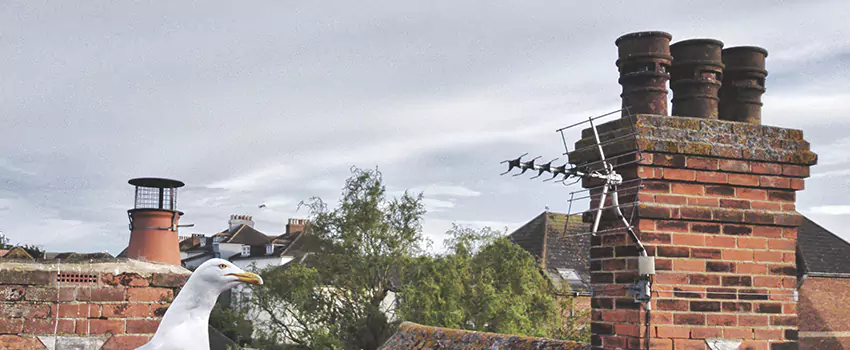 Chimney Cleaning And Restoration in Steubenville, Ohio